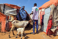 Somali’de Ailelere Geçim Kaynağı Sağladık